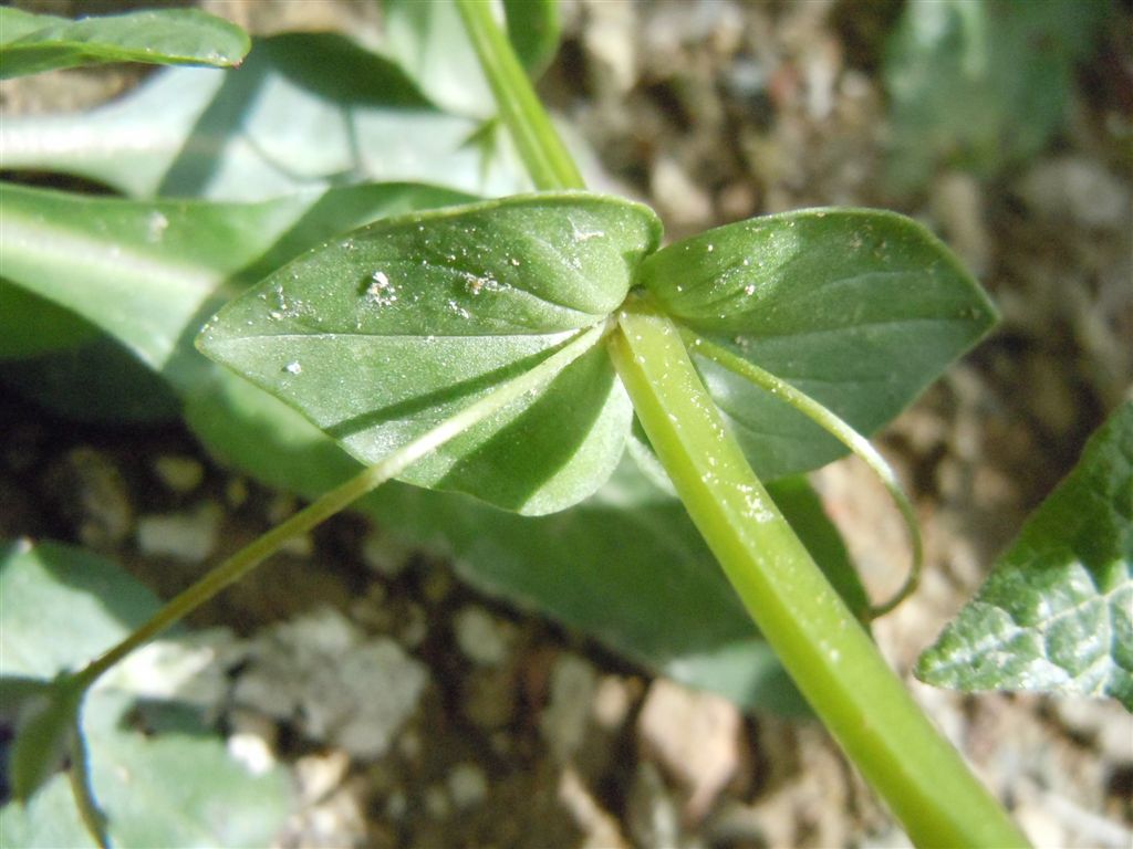 Lysimachia (=Anagallis) arvensis